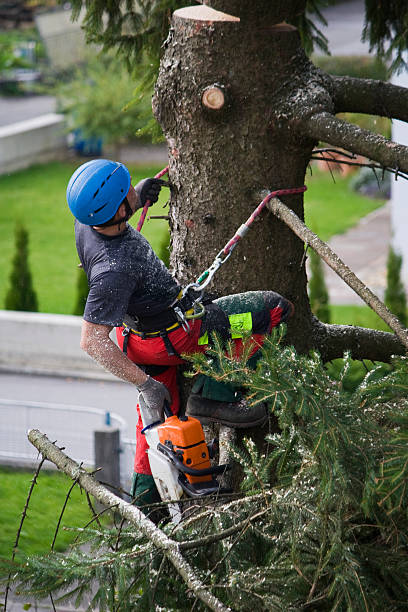 How Our Tree Care Process Works  in  Penrose, CO
